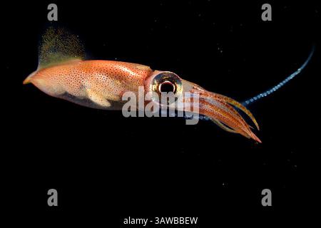 Liquido bioluminescente Firefly (Watasenia scintillans) ( ほたるいか , hotaru-ika ) che rilascia uova in acqua. La stagione delle uova del calamaro della lucciola ru Foto Stock