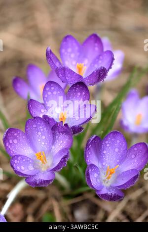 Fiori di cocco viola vibranti con gocce di rugiada che brillano nella luce soffusa del sole, simboleggiano la bellezza della primavera e del rinnovamento. Foto Stock