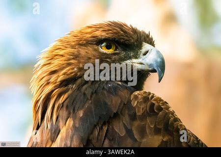 La Regal Golden Eagle Foto Stock