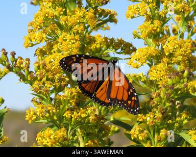 Farfalla Monarch al Fisherman Island National Wildlife Refuge, Virginia, USA. La farfalla monarca, probabilmente la farfalla più conosciuta al mondo, è diventata il simbolo di un'intera classe di impollinatori in pericolo. Una farfalla monarca può viaggiare fino a 3.000 km durante la migrazione autunnale. Ma la spettacolare fuga in caduta di milioni di monarchi è minacciata dalla perdita di habitat nelle aree di svernamento e in tutte le aree di riproduzione e migrazione. Danaus plexippus P. Denmon, USFWS / U.S. Fish and Wildlife Service Foto Stock