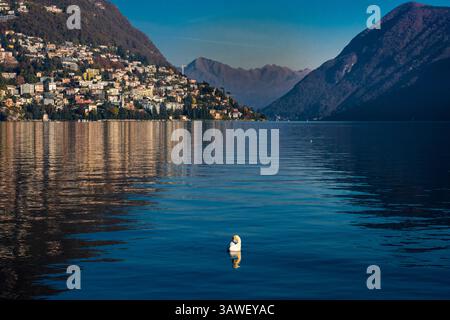 Lago di Lugano e Lugano, ticino, Svizzera. Monte San Salvatore, a sinistra. San Salvatore, noto anche come il Pan di zucchero della Svizzera, è il simbolo di Lugano. Cigno nell'acqua Foto Stock