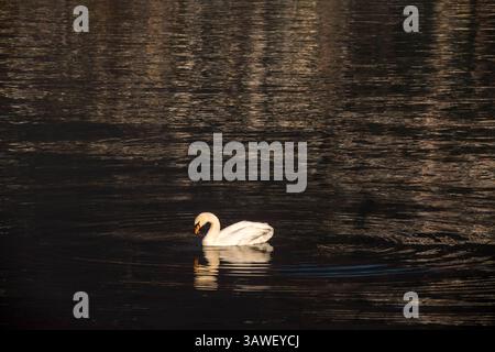 Cigno in acqua, lago di Lugano, Yicino, Svizzera. I cigni sono uccelli del genere Cygnus all'interno della famiglia Anatidae. I cigni sono raggruppati con le oche strettamente imparentate nella sottofamiglia degli Anserinae dove formano la tribù Cygnini. A volte, sono considerati una sottofamiglia distinta, Cygninae. Il lago di Lugano è un lago glaciale situato al confine tra la Svizzera meridionale e l'Italia settentrionale. Il lago, che prende il nome dalla città di Lugano, Foto Stock