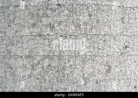 Tronco di palma con crepe primo piano su sfondo di texture astratta Foto Stock