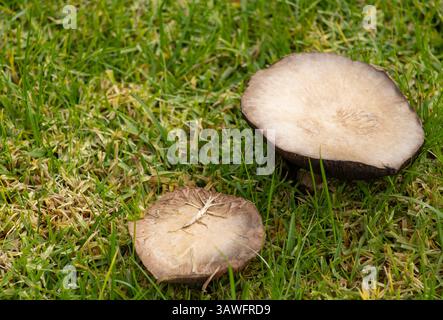 funghi bruni che crescono nell'erba verde Foto Stock