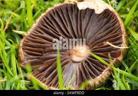 funghi bruni che crescono nell'erba verde Foto Stock