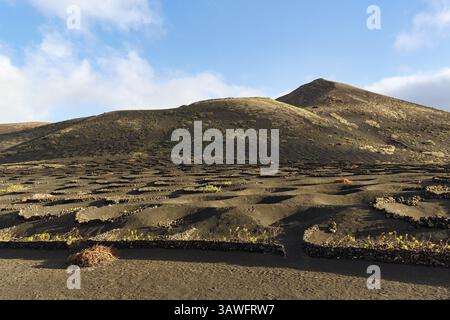 Viticoltura su suolo vulcanico, Lapilli, paesaggio tipico con montagne vulcaniche, la Geria, Lanzarote, Spagna, Europa Foto Stock