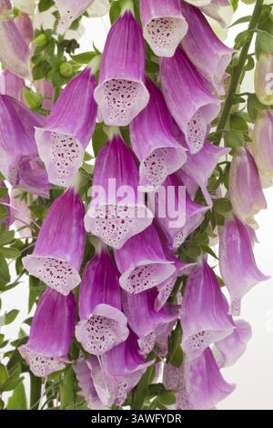 Primo piano dei fiori di foxglove su sfondo bianco primo piano dei fiori di foxglove su sfondo bianco Foto Stock