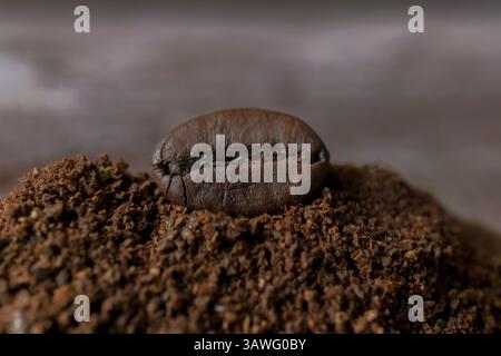 Primo piano di un chicco di caffè tostato che riposa su un mucchio di caffè appena macinato, mostrando il viaggio dal chicco all'estrazione Foto Stock