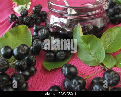 Marmellata di Aronia Foto Stock