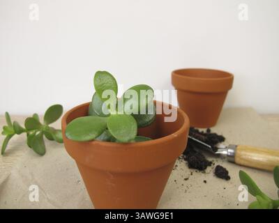 Propagate l'albero dei soldi con le talee, le talee di Crassula ovata Foto Stock