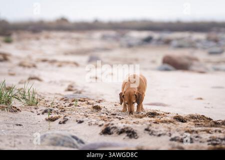 Spiaggia dai capelli lisci sulla riva del mare. Dachshund rosso brunastro su sfondo naturale. Cane da dachshund noto anche come il cane wiener. Foto Stock