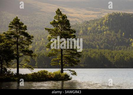 Questa è una vista serena dei pini scozzesi che si innalzano sul Loch an Eilein, sul bordo di Rothiemurchus, con colline boscose a strati in una luce mattutina dorata. Foto Stock