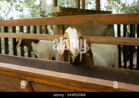 Una capra (Capra hircus) è in tradizionale penna di legno in una fattoria. Foto Stock
