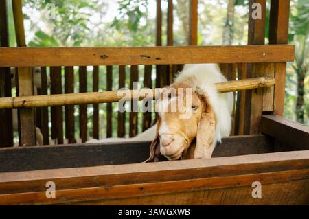 Una capra (Capra hircus) è in tradizionale penna di legno in una fattoria. Foto Stock