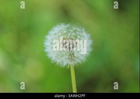 Fiore di dente di leone su sfondo verde Foto Stock