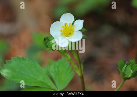 Bianco fiore di fragola in giardino Foto Stock