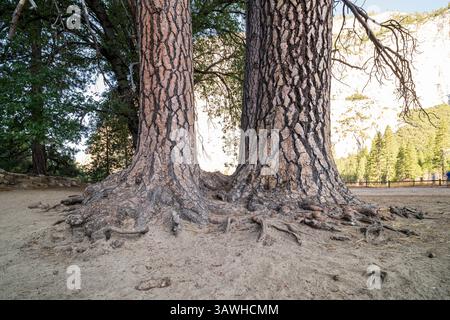 Le intricate radici di due grandi alberi, che si manifestano attraverso il terreno, nel Parco Nazionale di Yosemite Foto Stock