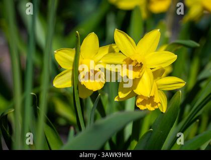 Nano Daffodil narcissus "Tête-à-tête" con i suoi fiori gialli luminosi con un lungo centro a forma di tromba (corona). Narcissus 'Tête-à-tête' Foto Stock