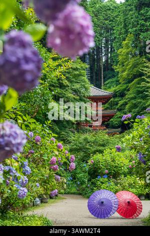 Le colorate Ortensie e i tradizionali ombrelli Wagasa giapponesi decorano i giardini del tempio Gansen-ji con la Pagoda a tre piani, Kyoto, Giappone. Foto Stock