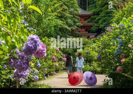 Le colorate Ortensie e i tradizionali ombrelli Wagasa giapponesi decorano i giardini del tempio Gansen-ji con la Pagoda a tre piani, Kyoto, Giappone. Foto Stock