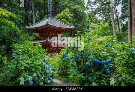 Le ortensie in fiore incorniciano la storica Pagoda a tre piani al tempio Gansen-ji, Kizugawa, Kyoto, Giappone. Iconica vista estiva. Foto Stock