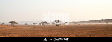 Deserto di Rub al Khali, Sultanato dell'Oman. Alberi di acacia nel deserto di Wahiba Sands all'alba, nella penisola arabica Foto Stock