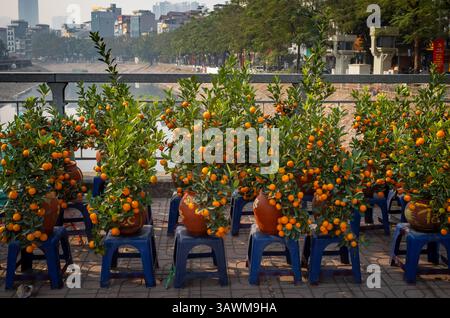 Alberi di kumquat carichi di arancia in vendita su un ponte sul fiume to Lich a Tet lunar Capodanno, Cau Giay, Hanoi, Vietnam Foto Stock