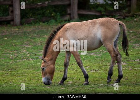 Cavallo Przewalski (Equus caballus przewalskii), animale domestico della famiglia degli equidi, regione nativa: Mongolia occidentale. Foto Stock