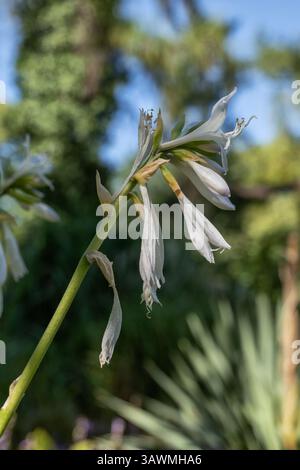 Hosta plantaginea (Lam.) Asch. Fiori bianchi, piante in fiore della famiglia delle Asparagaceae, originarie della Cina sud-orientale e centro-meridionale. Foto Stock