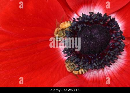 Api che raccolgono polline su Anemone rosso Foto Stock
