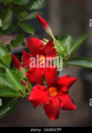 Red mandevilla (Mandevilla diplomadenia), alias Rocktrumpet, è un vitigno a fiore tropicale appartenente alla famiglia delle Apocynaceae. I fiori sono disponibili in molti colori. Foto Stock