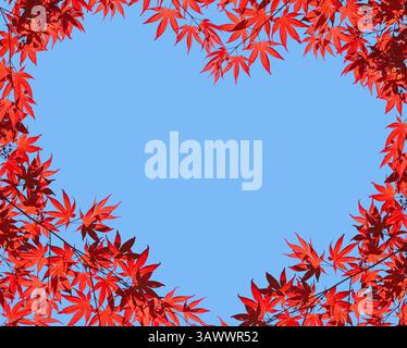 Rami di acero giapponese dai colori rossi brillanti contro il cielo blu. Cornice a forma di cuore, spazio per il testo. Foto Stock