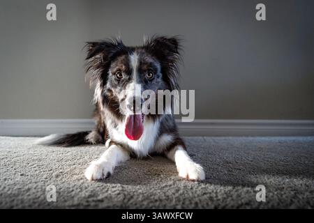 i cani sono un tesoro di famiglia Foto Stock