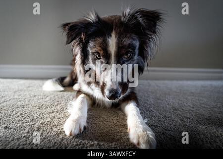 i cani sono un tesoro di famiglia Foto Stock