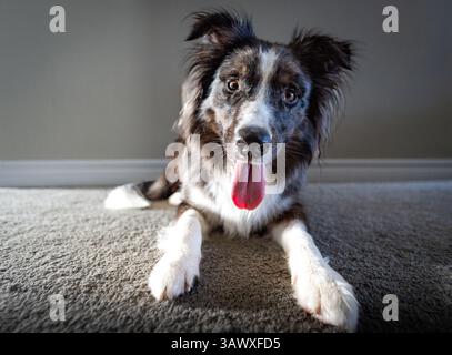 i cani sono un tesoro di famiglia Foto Stock