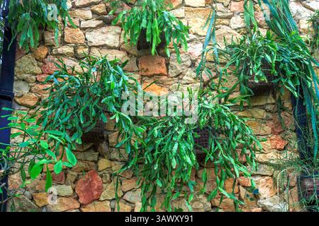 Piante verdi di varietà appese al muro. Rhipsalis goebeliana (mistletoe cacti), Lepismium houlletianum, Pseudorhipsalis ramulosa appeso in botani verticale Foto Stock
