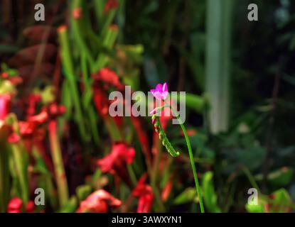 Inflorescenza rosa Drosera capensis. Nel giardino botanico crescono le rughe rosse tropiche, la fioritura carnivora. Piante carnivore tropicali in fiore, selezionare Foto Stock