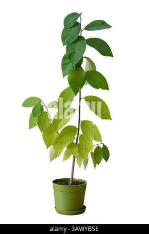 Giovane pianta Cherimoya - flavescenza peruviana in una pentola su sfondo bianco isolato. Cespuglio di frutta per la coltivazione in giardino o in frutteto Foto Stock