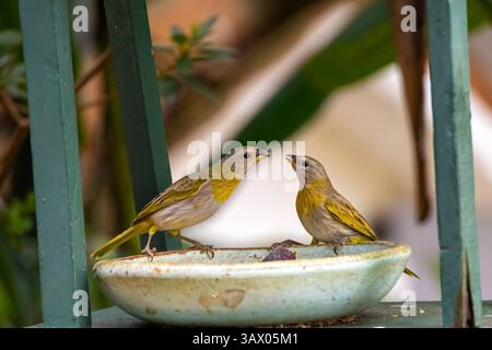 Uccelli giallo-finch allo zafferano Foto Stock