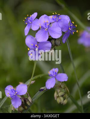 Fiori di verga porpora fiorita della prateria del Midwest americano fotografati su un morbido sfondo verde. Foto Stock