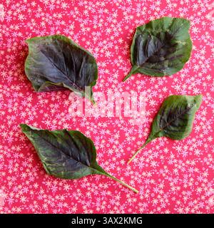 27 luglio 2016 - St. Petersburg, Florida, Stati Uniti - LARA CERRI | Times. Foglia dolce - per il gusto. (Immagine di credito: © Tampa Bay Times via ZUMA Wire) Foto Stock