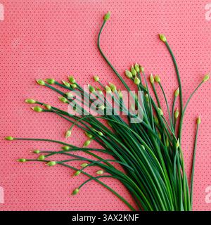 27 luglio 2016 - St. Petersburg, Florida, Stati Uniti - LARA CERRI | Times. Fiori di erba cipollina - per gusto. (Immagine di credito: © Tampa Bay Times via ZUMA Wire) Foto Stock