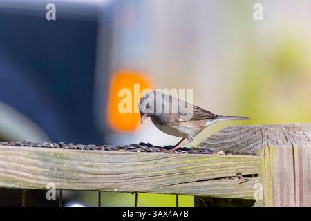 Lo junco dagli occhi scuri (Junco hyemalis), maschio al giardinetto Foto Stock