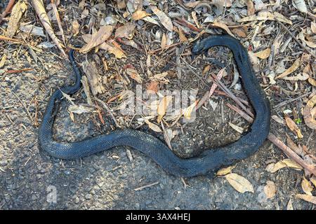 Fotografia di un grande serpente Nero che giace tra foglie e detriti che è stato investito e ucciso lungo una strada regionale di campagna. Foto Stock