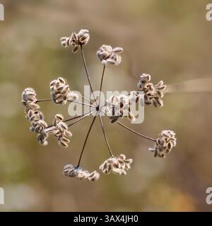 Semi maturi del pizzo della regina Anna (Daucus carota) con sporgenze a gancio che aderiscono alla pelliccia o al tessuto e aiutano a disperdere la pianta. Macro impilata messa a fuoco Foto Stock