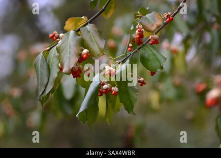 Euonymus fortunei, noto anche come svernatore, albero a mandrino e fuso comune con foglie e frutti maturi (bacche) nella stagione autunnale, è simile a eunoymus Foto Stock