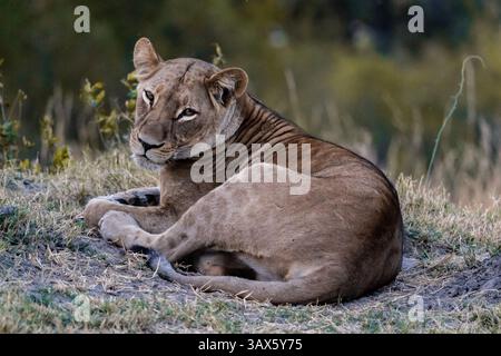 Lion Cub (Panthera leo) in Botswana, Africa Foto Stock