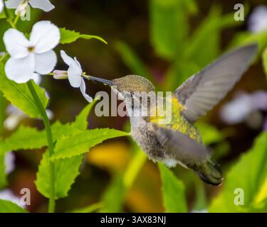 Un grazioso colibrì si libra vicino a un gruppo di fiori bianchi, usando il suo lungo becco per estrarre il nettare in un lussureggiante giardino pieno di vegetazione Foto Stock