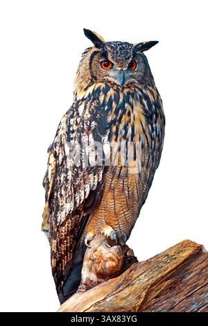 Bellissimo gufo eurasiatico seduto su un ceppo d'albero, ritratto (bubo bubo) su sfondo bianco. Foto Stock