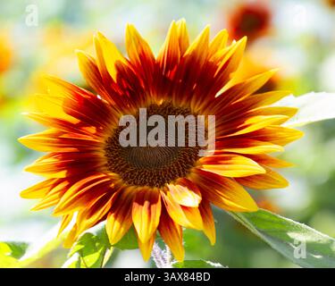 Un luminoso girasole presenta una splendida miscela di petali rossi e gialli, alti in mezzo a un lussureggiante sfondo verde in una soleggiata giornata estiva. Il vibrante Foto Stock